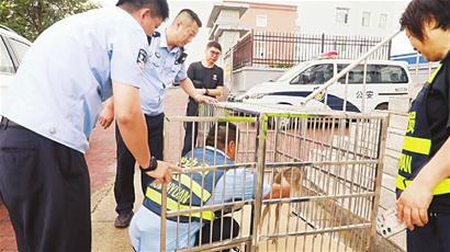 A策略 逊克县警民携手救助落单小狍子